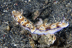 nudibranches in love a gangga,north sulawesi,nikon d2x 60... by Puddu Massimo 